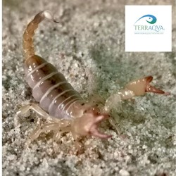 Scorpio maurus nel dettaglio.png