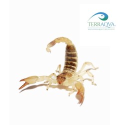 Scorpio maurus.png