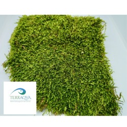 Muschio Verde - 1 Litro | Vendita Online | TERRAQUA