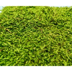 Muschio Verde - 1 Litro | Vendita Online | TERRAQUA