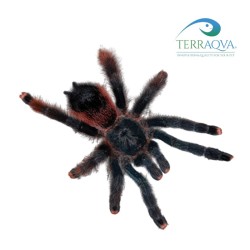 Avicularia Braunshauseni - Size S | Online Sale | TERRAQUA