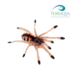 Avicularia Minatrix - Size S | Online Sale | TERRAQUA