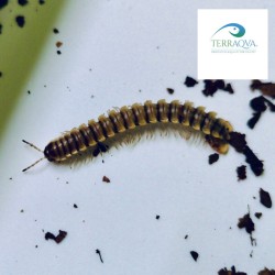 Orthomorpha spec "Ao Nang" | Online Sale | TERRAQUA