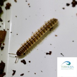 Orthomorpha spec "Ao Nang" | Vendita Online | TERRAQUA
