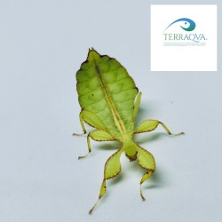 Phyllium philippinicum (PSG 278) | Online Sale | TERRAQUA
