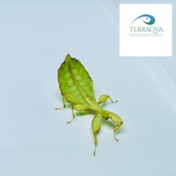 Phyllium philippinicum (PSG 278) | Online Sale | TERRAQUA