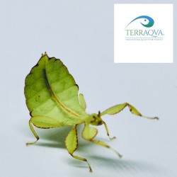 Phyllium philippinicum (PSG 278) | Online Sale | TERRAQUA
