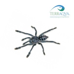 Caribena laeta - Size S | Online Sale | TERRAQUA