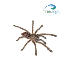 Avicularia laeta, sub adulta