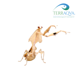 Deroplatys lobata, Southeast Asian dead leaf mantis