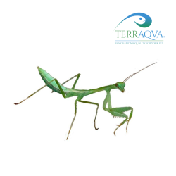 Hierodula membranacea for sale.png