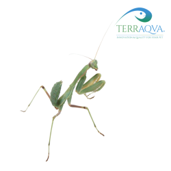 Sphodromantis Lineola | Online Sale | TERRAQUA