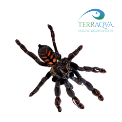 Psalmopoeus irminia (adulta); immagine puramente indicativa