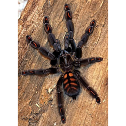 Psalmopoeus Irminia - Taglia S | Vendita Online | TERRAQUA