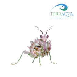 Pseudocreobotra Wahlbergii | Online Sale | TERRAQUA