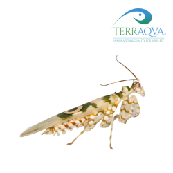 Pseudocreobotra Wahlbergii | Online Sale | TERRAQUA