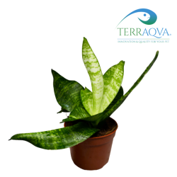 Sansevieria Zeylanica | Online Sale | TERRAQUA