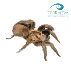 Phormictopus Auratus - Size S | Online Sale | TERRAQUA
