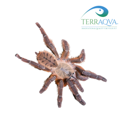 Phormingochilus Rufus - Taglia S | Vendita Online | TERRAQUA