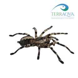 Poecilotheria Ornata - Size S | Online Sale | TERRAQUA