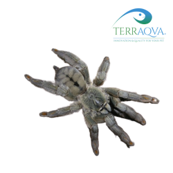 Psalmopoeus Cambridgei - Size S | Online Sale | TERRAQUA