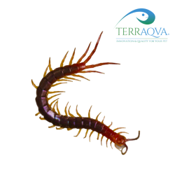 Scolopendra Rainbow | Online Sale | TERRAQUA