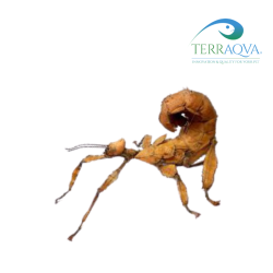 Extatosoma tiaratum for sale.png