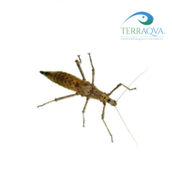 Haaniella grayii for sale.png