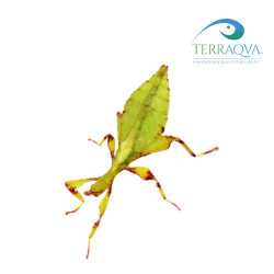 Phyllium Elegans | Online Sale | TERRAQUA