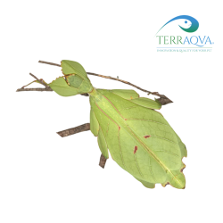 Phyllium Gantungense Rizal | Online Sale | TERRAQUA