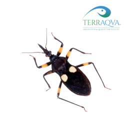 Platymeris Biguttatus | Online Sale | TERRAQUA