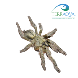 Stromatopelma Calceatum - Size S | Online Sale | TERRAQUA