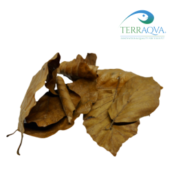 Beech Leaves - 1 Litre | Online Sale | TERRAQUA