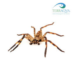 Barylestis Scutatus - Taglia M | Vendita Online | TERRAQUA