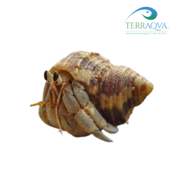 Coenobita Rugosus | Online Sale | TERRAQUA