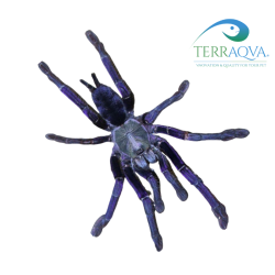 Omothymus Violaceopes - Size S | Online Sale | TERRAQUA
