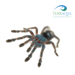 Caribena Versicolor - Size S | Online Sale | TERRAQUA