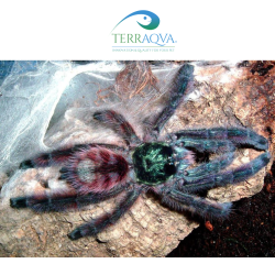Caribena Versicolor - Size S | Online Sale | TERRAQUA