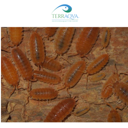 Porcellio Scaber 'Orange' - 8 Pcs | Online Sale | TERRAQUA