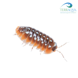 Armadillidium Klugii Dubrovnik | Vendita Online | TERRAQUA