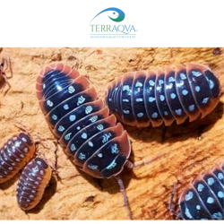 Armadillidium Klugii Dubrovnik | Online Sale | TERRAQUA
