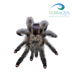 Avicularia Urticans - Size S | Online Sale | TERRAQUA