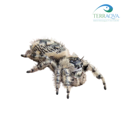 Phidippus Regius "Apalachicola" | Vendita Online | TERRAQUA