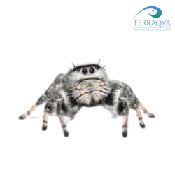 Phidippus Regius "Apalachicola" | Vendita Online | TERRAQUA