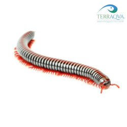 Tonkinbolus Dollfusi | Online Sale | TERRAQUA