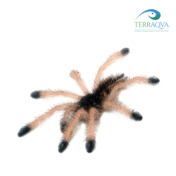 Avicularia Metallica - Size S | Online Sale | TERRAQUA