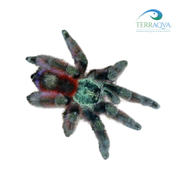 Avicularia metallica adulta.png