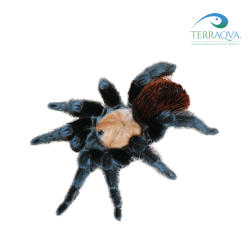 Brachypelma albiceps.png