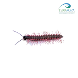 Pink dragon millipede for sale.png
