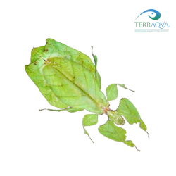Phyllium Giganteum | Online Sale | TERRAQUA